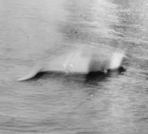 Foto scattata da Hugh Gray nel 1934: dovrebbe raffigurare il famoso Mostro di Lochness mentre nuota nelle tranquille acque del lago scozzese