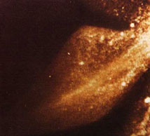 Foto subacquea scattata nel 1975 da Robert Rines che sembra raffigurare una pinna del Mostro di Loch Ness