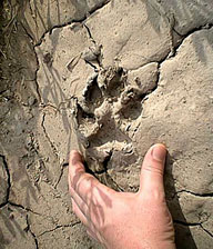 Strane impronte rinvenute sui luoghi degli avvistamenti in Cile, si dice appartengano al chupacabras