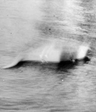 Foto del mostro di loch ness scattata da Hugh Gray nel 1934