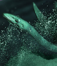 Loch Ness: Le Ricerche Subacque