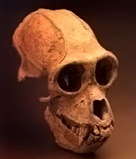 Cranio di Protopithecus brasiliensis