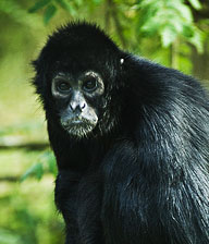 Il volto di una Scimmia ragno (Ateles fusciceps).